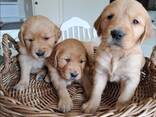 Prachtige Golden Retriever pup van 10 weken oud – klaar voor een liefdevol thuis! - фото 3