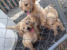 Prachtige Golden Retrievers