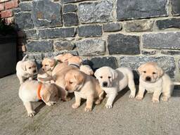 Prachtige Labrador-puppy's