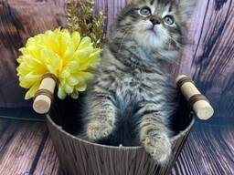 Prachtige Maine Coon kittens