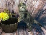 Prachtige Maine Coon kittens - photo 1