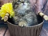 Prachtige Maine Coon kittens - photo 2