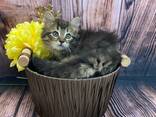 Prachtige Maine Coon kittens - photo 3