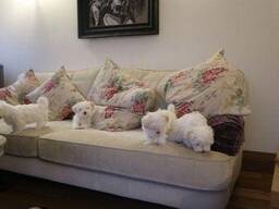 Prachtige Maltezer pups, volledig gevaccineerd