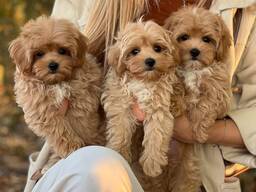 Prachtige Maltipoo-puppy's