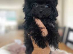 Prachtige Maltipoo-puppy's - 8 weken oud