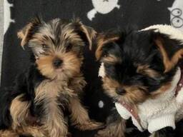 Prachtige mannelijke en vrouwelijke Yorkshire terriërs pups.