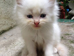 Prachtige Perzische kittens WhatsApp me op. .. ..