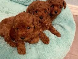 Prachtige poedelpuppy's