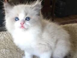 Prachtige Ragdoll kittens