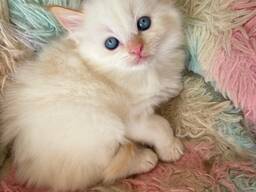 Prachtige Ragdoll-kittens zoeken een liefdevol thuis voor altijd!