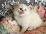 Prachtige Ragdoll-kittens zoeken een liefdevol thuis voor altijd! - photo 2