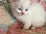 Prachtige Ragdoll-kittens zoeken een liefdevol thuis voor altijd! - photo 3
