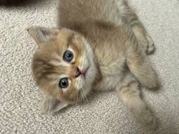Prachtige Scottish Fold-kittens zijn klaar voor een liefdevol thuis.