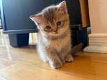 Prachtige Scottish Fold-kittens zijn klaar voor een liefdevol thuis. - фото 2