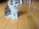 Prachtige Scottish Fold-kittens zijn klaar voor een liefdevol thuis. - фото 3