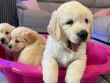 Prachtige, stevige golden retriever pups - photo 1