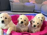 Prachtige, stevige golden retriever pups - photo 2