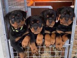 Prachtige, stevige Rottweiler-puppy's