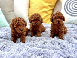 Prachtige Toy Poodle-puppy's