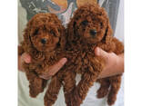 Prachtige Toy Poodle-puppy's - фото 2