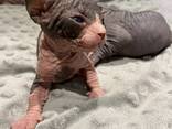 Prachtige vrouwelijke Sphynx-kittens - photo 2
