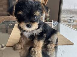 Prachtige Yorkshire Terrier-puppy's