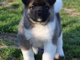Premium-Quality Akita Puppy
