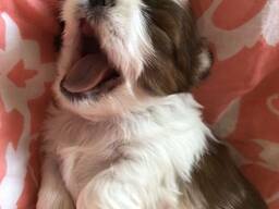 Premium-quality Shih Tzu