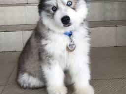 Premium-Quality Siberian Husky