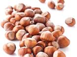 Premium Raw Hazelnut Kernels Bulk Wholesale 11-13mm / 13-15mm Grade AA Natural Dried Blanc - фото 1