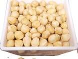 Premium Raw Hazelnut Kernels Bulk Wholesale 11-13mm / 13-15mm Grade AA Natural Dried Blanc - photo 7
