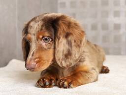 Premium Teckelpuppy's – 11 weken oud