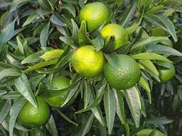 Продам мандарины и лимоны с Италии !Ищу оптового покупателя