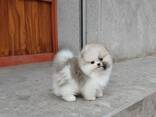 Продаются щенки шпицепомеранского шпица. - фото 1