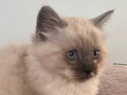 Ragdoll kitten
