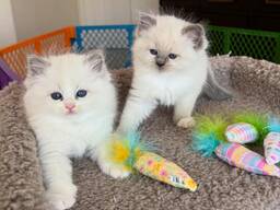 Ragdoll Kittens bechikbaar ter adoptie