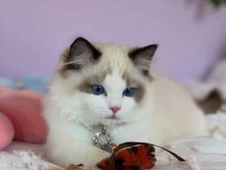 Ragdoll-kittens zoeken een liefdevol thuis