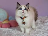 Ragdoll-kittens zoeken een liefdevol thuis - photo 1