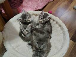 Raszuivere Maine Coon kittens