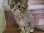 Raszuivere Maine Coon kittens - photo 2