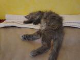 Raszuivere Maine Coon kittens - photo 3