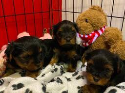 Raszuivere Yorkshire Terrier-puppy's