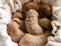 Reserveer vandaag nog uw puppy uit het Friends nest