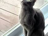 Russische Blauwe kittens (hypoallergeen) van raszuivere ouders. - photo 1