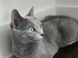 Russische Blauwe kittens (hypoallergeen) van raszuivere ouders. - photo 2