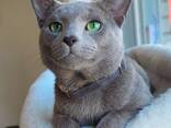 Russische Blauwe kittens (hypoallergeen) van raszuivere ouders. - photo 3