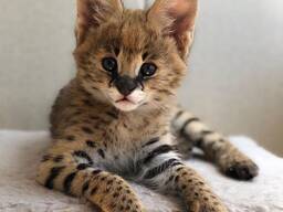 Savannah-Kätzchen (Serval und Karakal), 4 Wochen alt