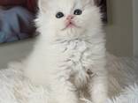 Schattig Brits Langhaar kitten vrouwtje zoekt een liefdevol thuis voor altijd. - фото 1