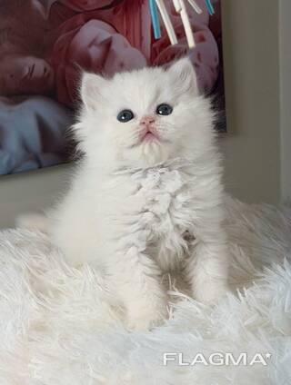 Schattig Brits Langhaar kitten vrouwtje zoekt een liefdevol thuis voor altijd.